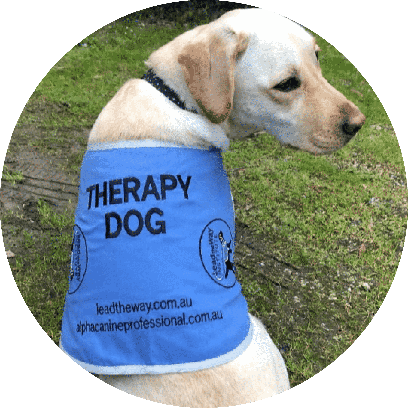 therapy dog